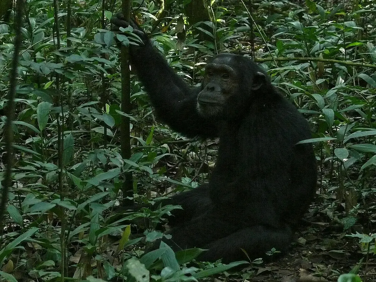 Kibale Forest NP, UGANDA