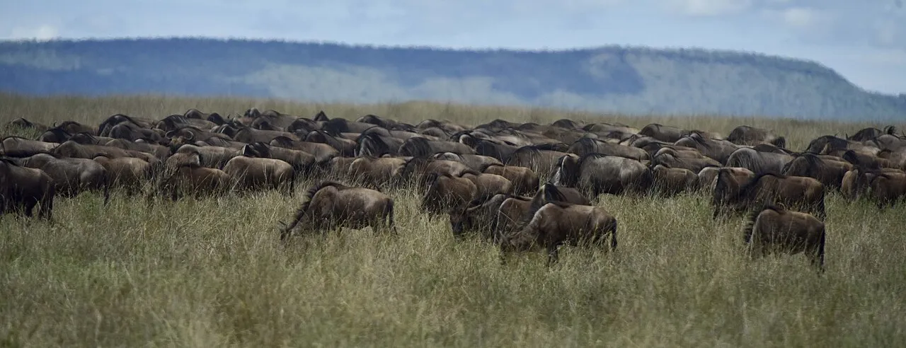 Migration is moving of animals from one place to the other and the Serengeti migration is one of the biggest migration in the world of zebras and wildebeest