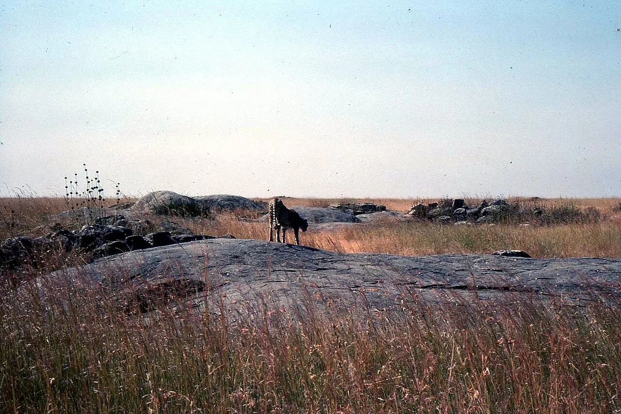 Cheetah