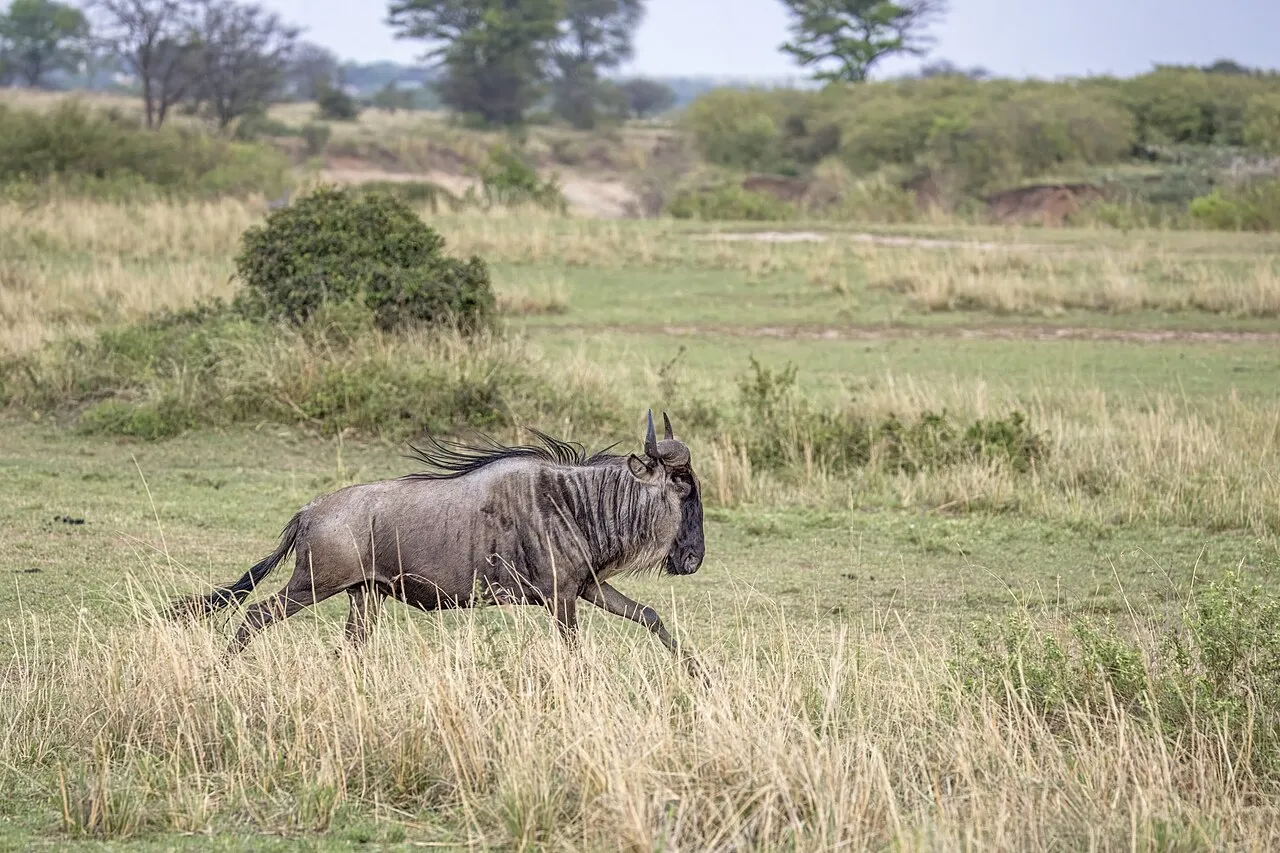 The Retreat Kigali on day 12 of East Africa: Migration Plains & Mountain Gorilla Forests