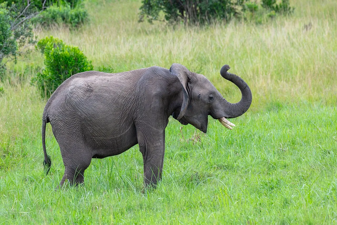 African bush elephant ( Loxodonta africana ), Amboseli National Park, Kenya