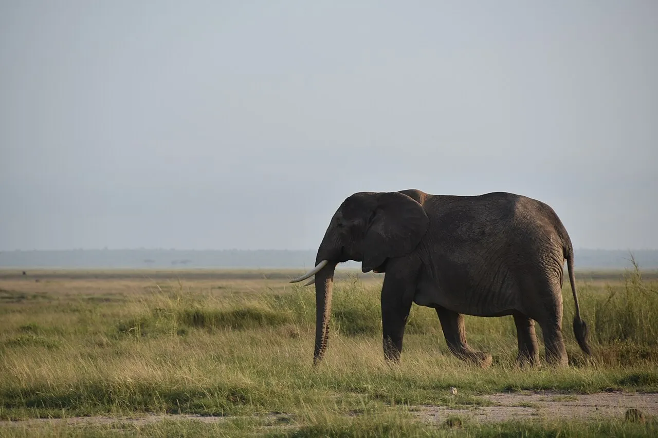 the majestic african elephant