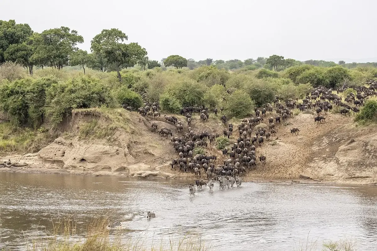 Western white-bearded wildebeest ( Connochaetes taurinus mearnsi ), Mara River crossing, Serengeti National Park, Tanzania. 2b. the wildebeest quickly follow the zebras into the river. Second crossing; a series of 6 images.
