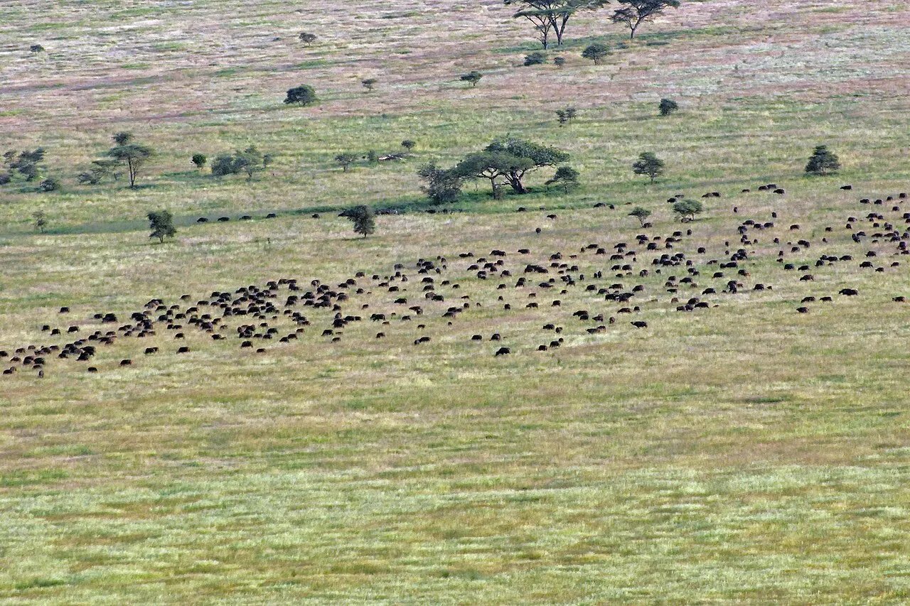 Wildebeest and the Great Migration