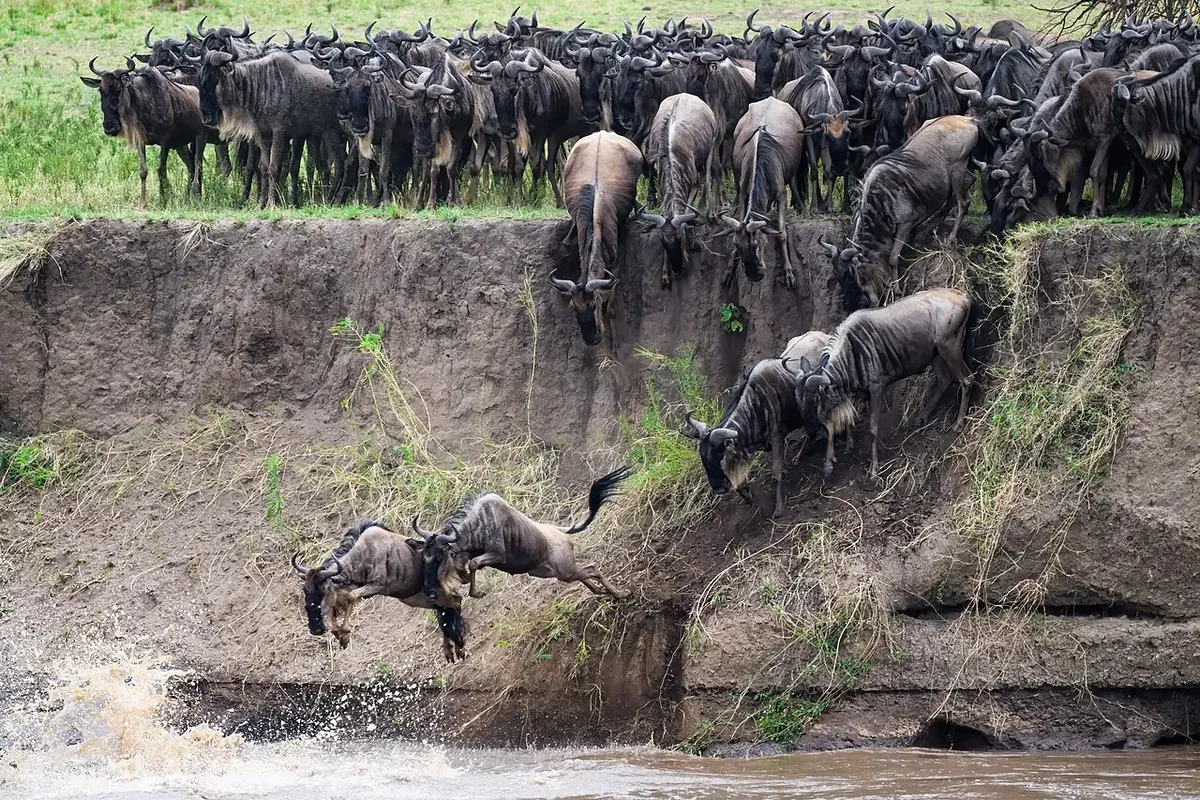 Reserve or conservancy: Wildebeest enter the Mara River