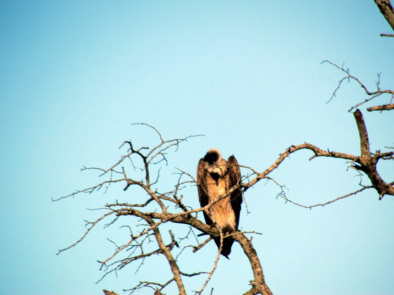 Wildlife and game drives near Golf Hotel Kakamega in Kakamega Forest