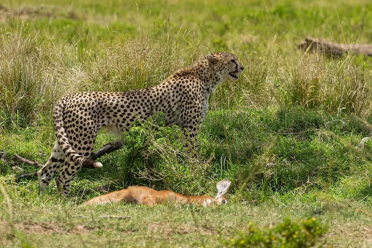 A cheetah with its prey
