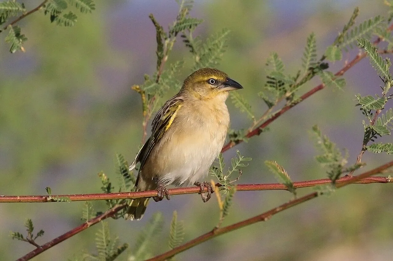 Northern masked weaver ( Ploceus taeniopterus ), juvenile, Lake Baringo, Kenya