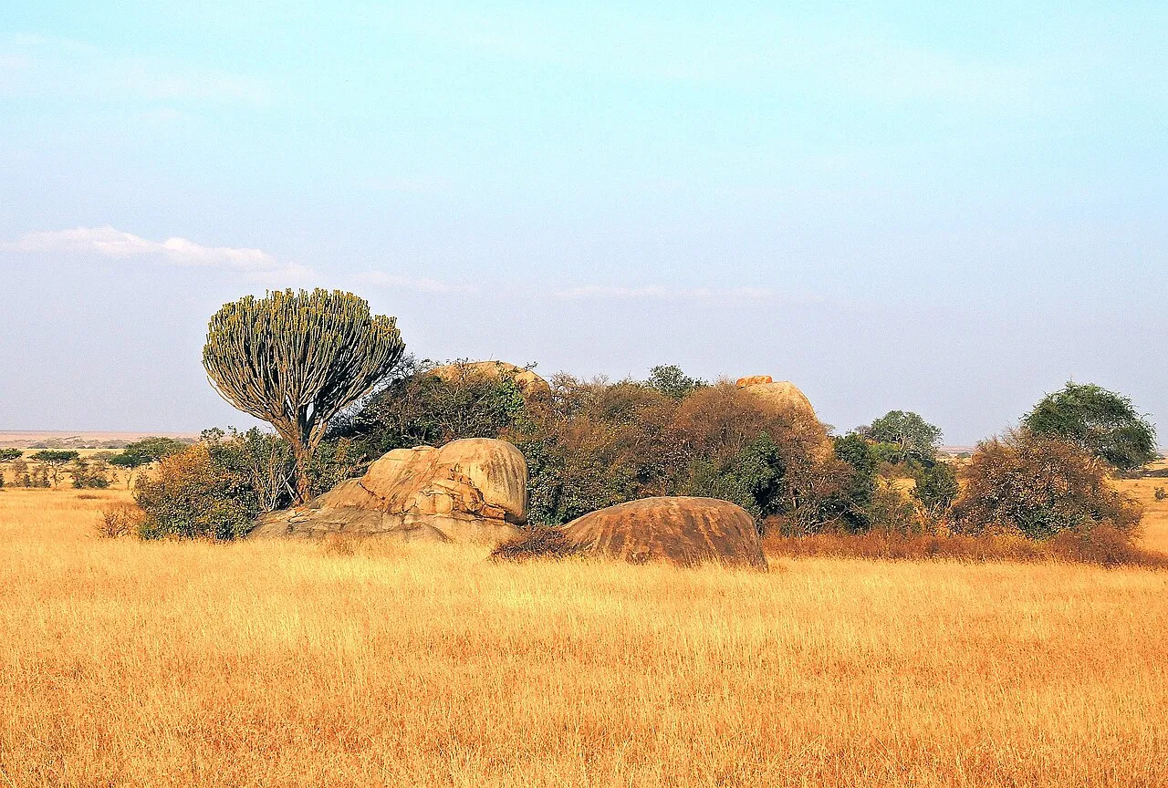 Kenya vs Tanzania for safari: an honest comparison