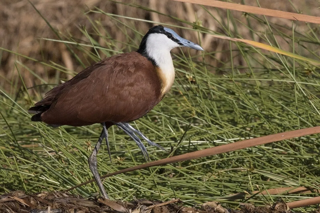 African jacana ( Actophilornis africanus ), Lake Baringo, Kenya