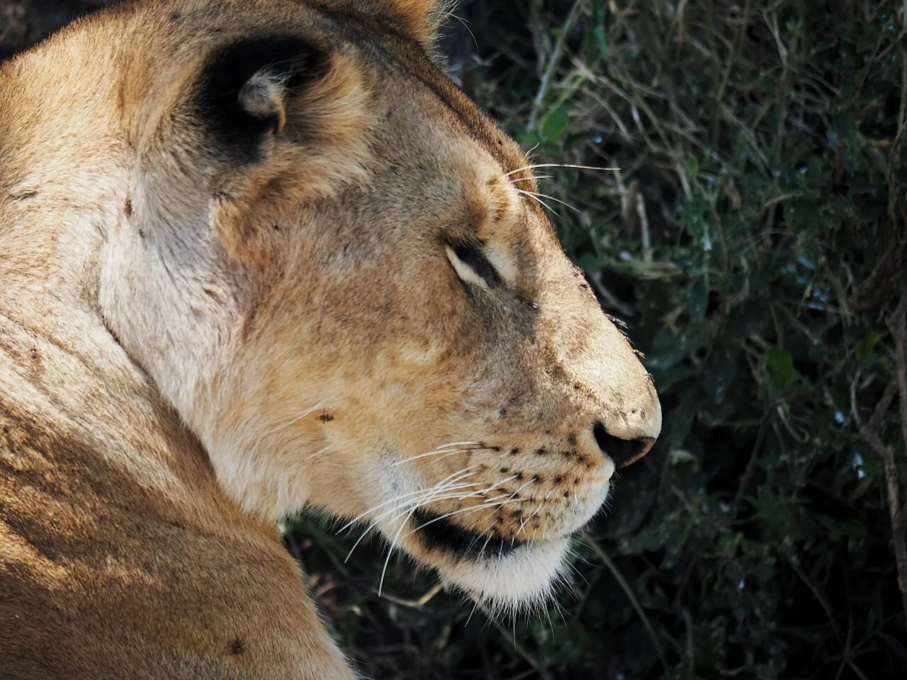 Lions @ Maasai Mara