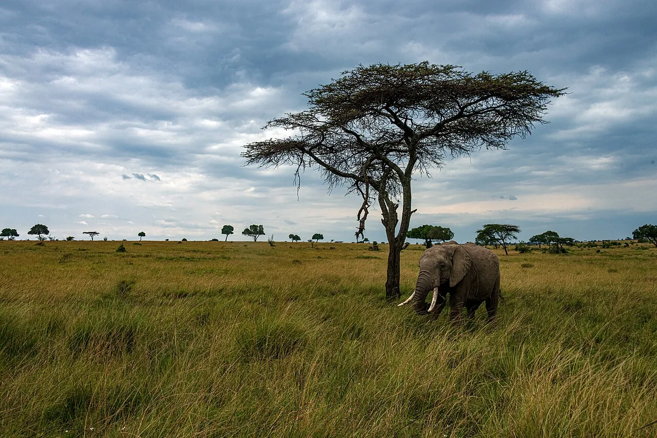 Murchison Falls: Nile Cruises & Thundering Water — 5 Days / 4 Nights luxury safari in Ziwa & Murchison Falls, Uganda