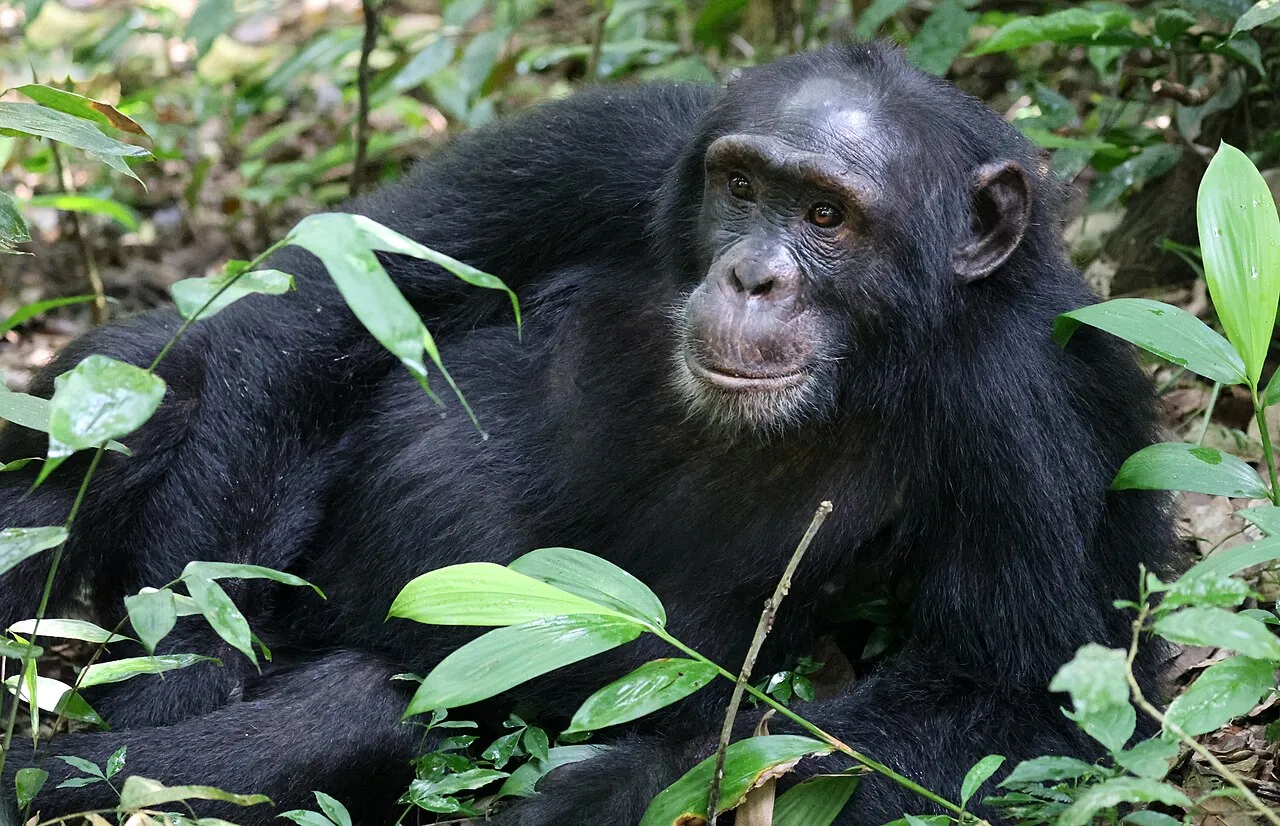 Chimpanzee, Uganda