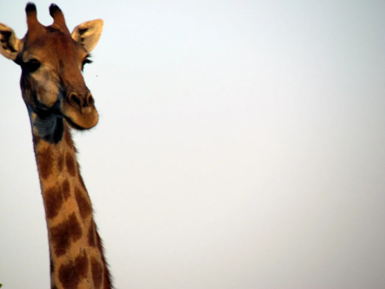 Wildlife and game drives near Wilderness Bisate in Volcanoes National Park