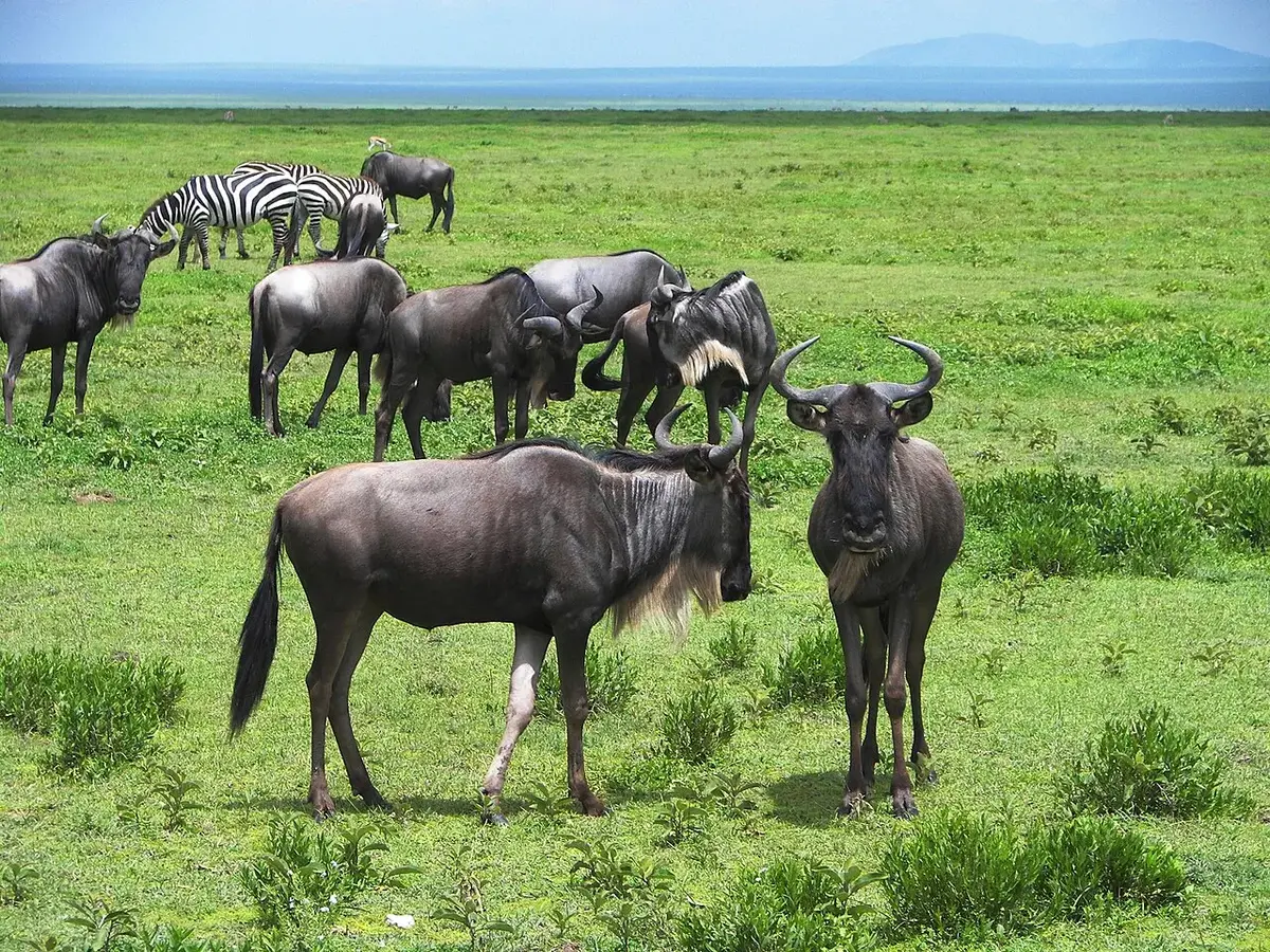 Eastern White-bearded Wildebeest in its natural environment at the Serengeti National Park