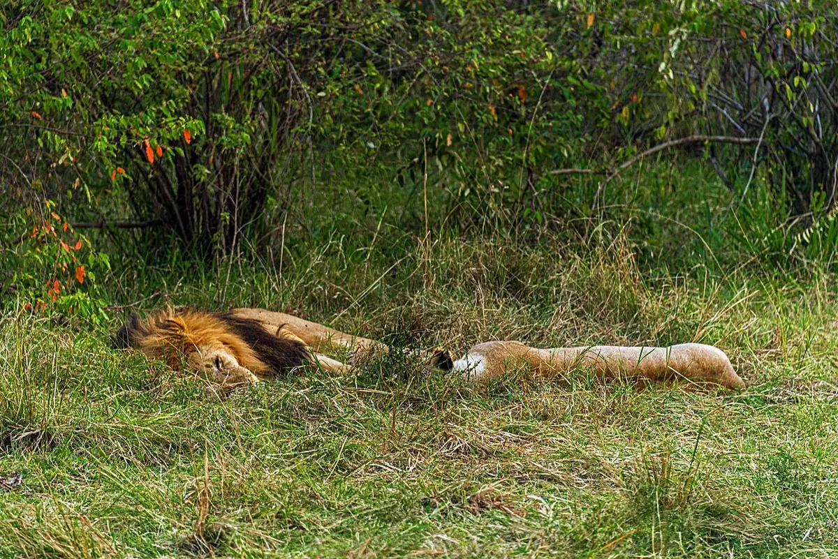 Per filename. They were taking a break between mating sessions