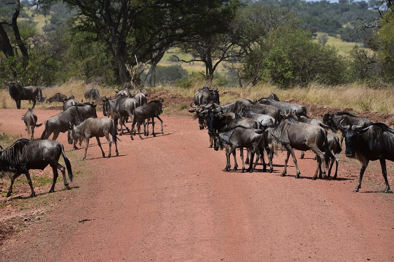 Wildebeest on the Great Migration in the northern Serengeti (6)
