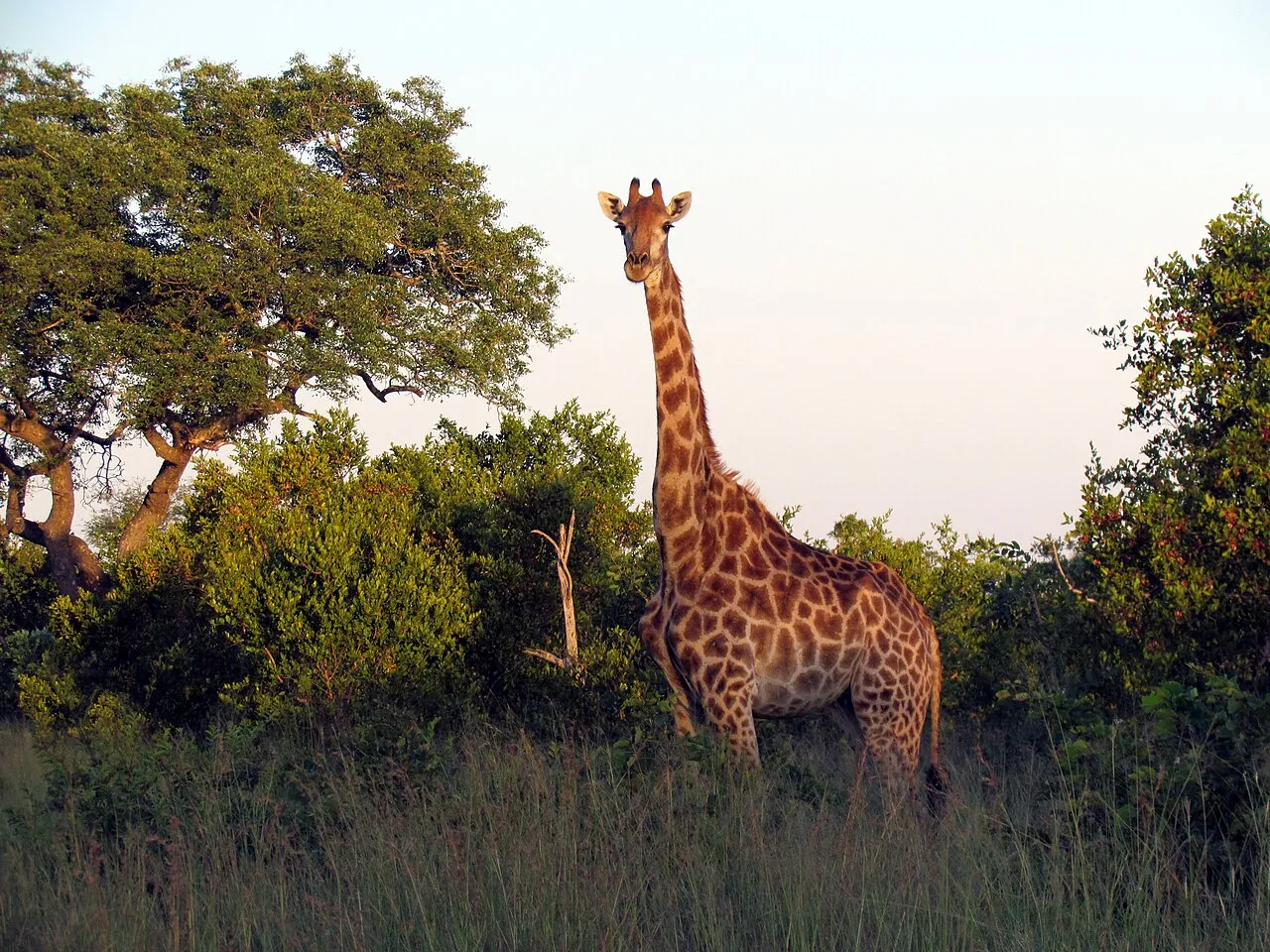 Wildlife and game drives near Mount Meru Hotel Arusha in Arusha National Park