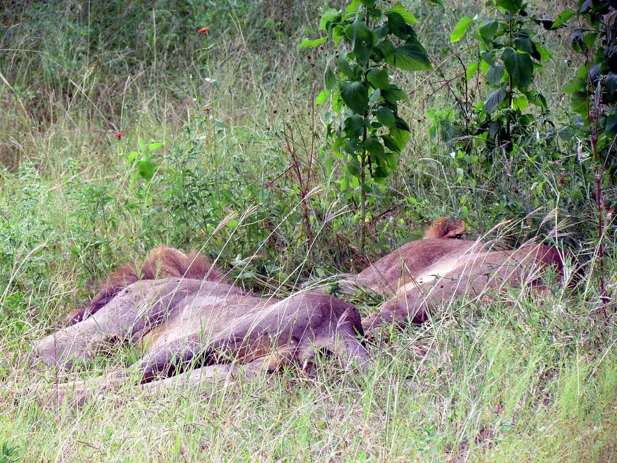 Wildlife and game drives near Karen Country Club Cottages in Nairobi National Park