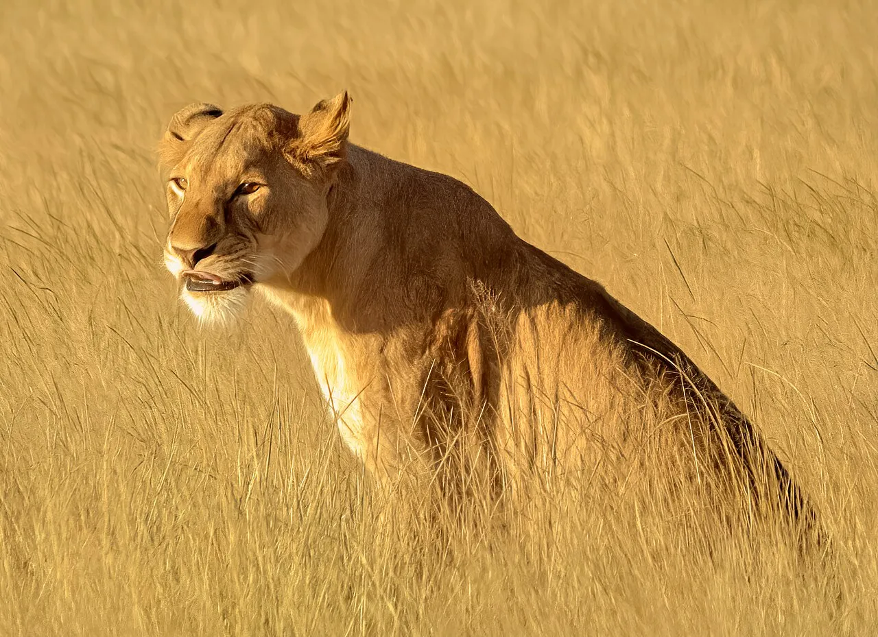 Ways to adjust the formula: Lioness, Amboseli National Park, Kenya (51120540406)