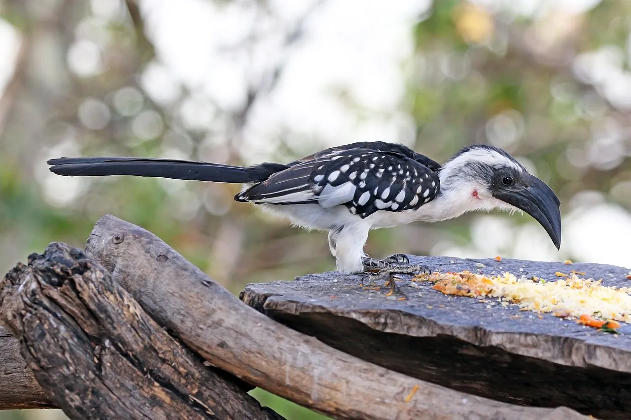 Jackson's hornbill ( Tockus jacksoni ) female, Lake Baringo, Kenya
