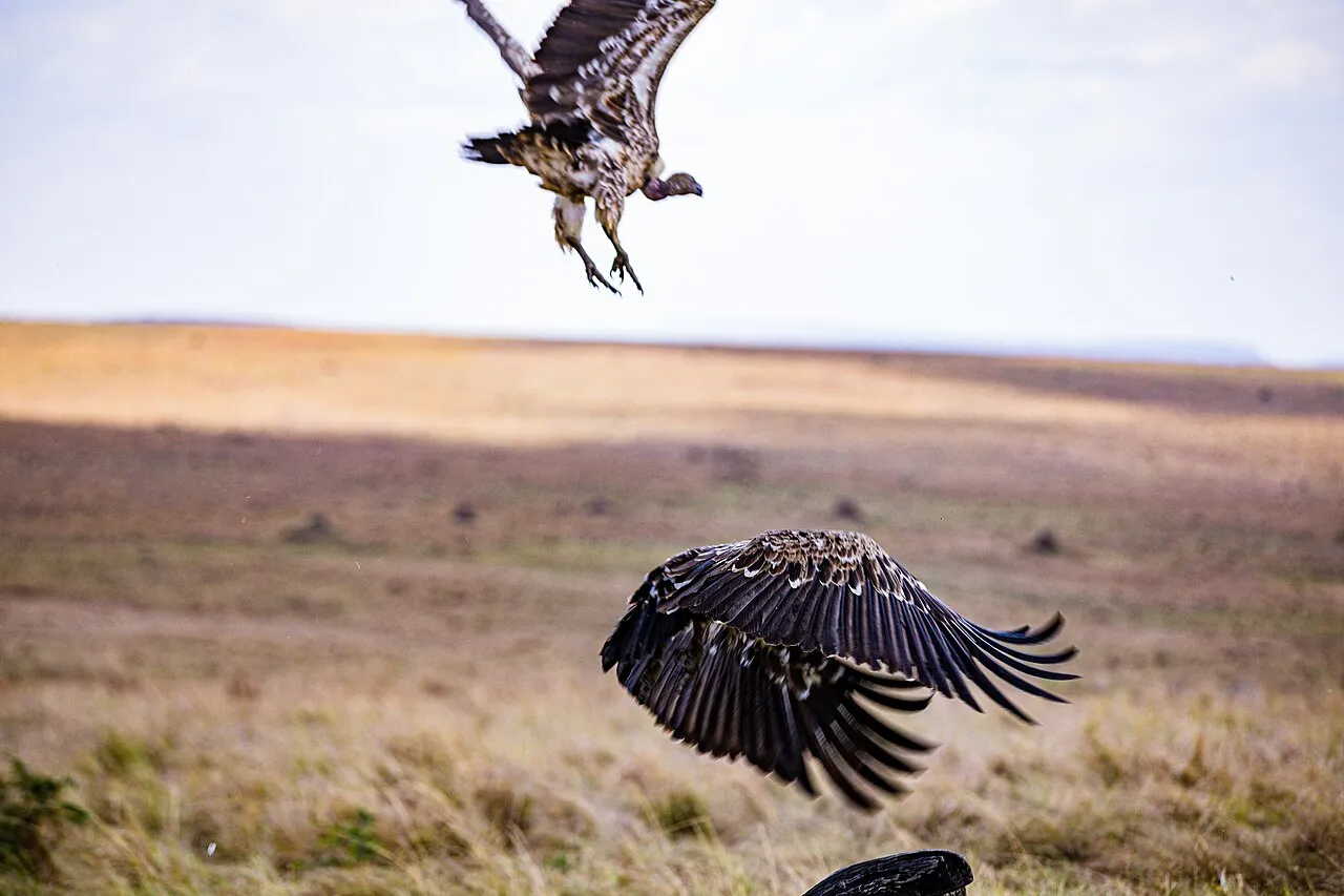 This is an image with the theme " Rites and Rituals " from: