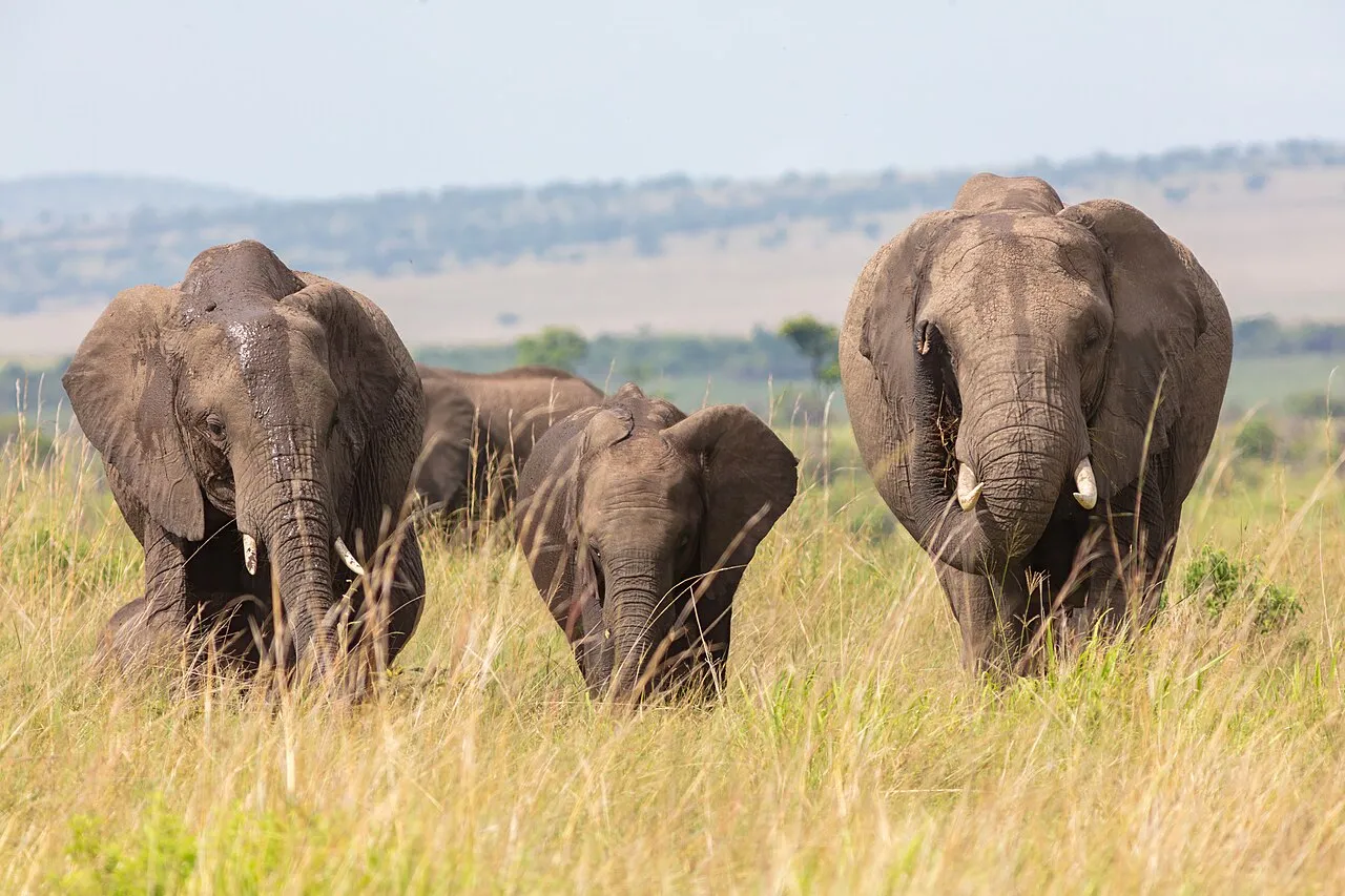 African bush elephants ( Loxodonta africana ), Amboseli National Park, Kenya