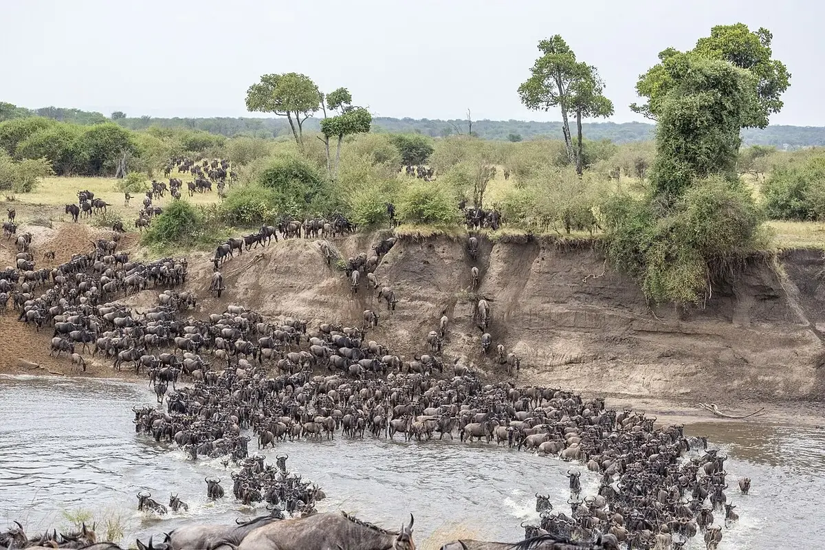 Maasai Mara Luxury: Big Cats & Bush Sundowners — 5 Days luxury safari in Maasai Mara, Kenya