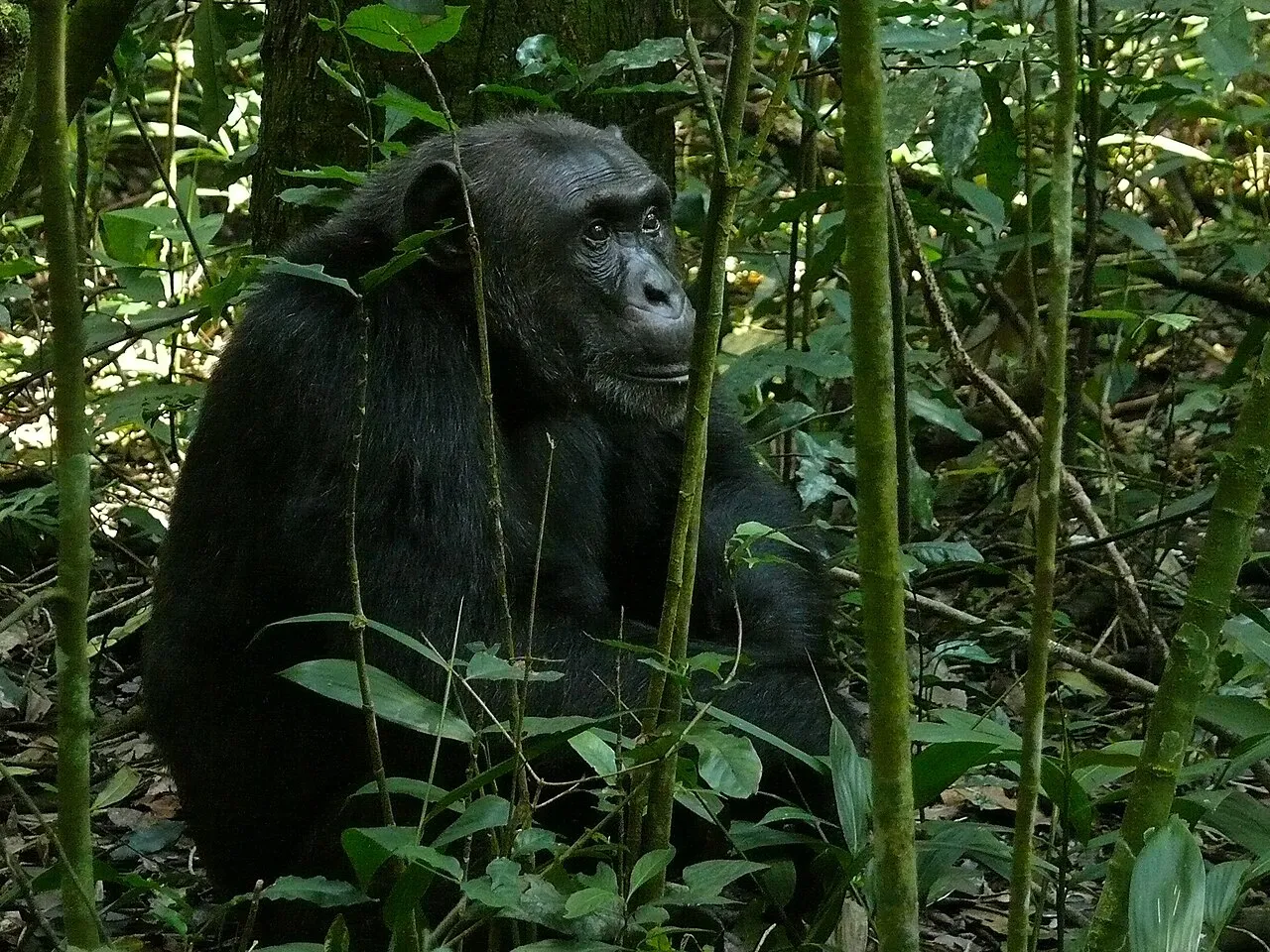 Kibale Forest NP, UGANDA