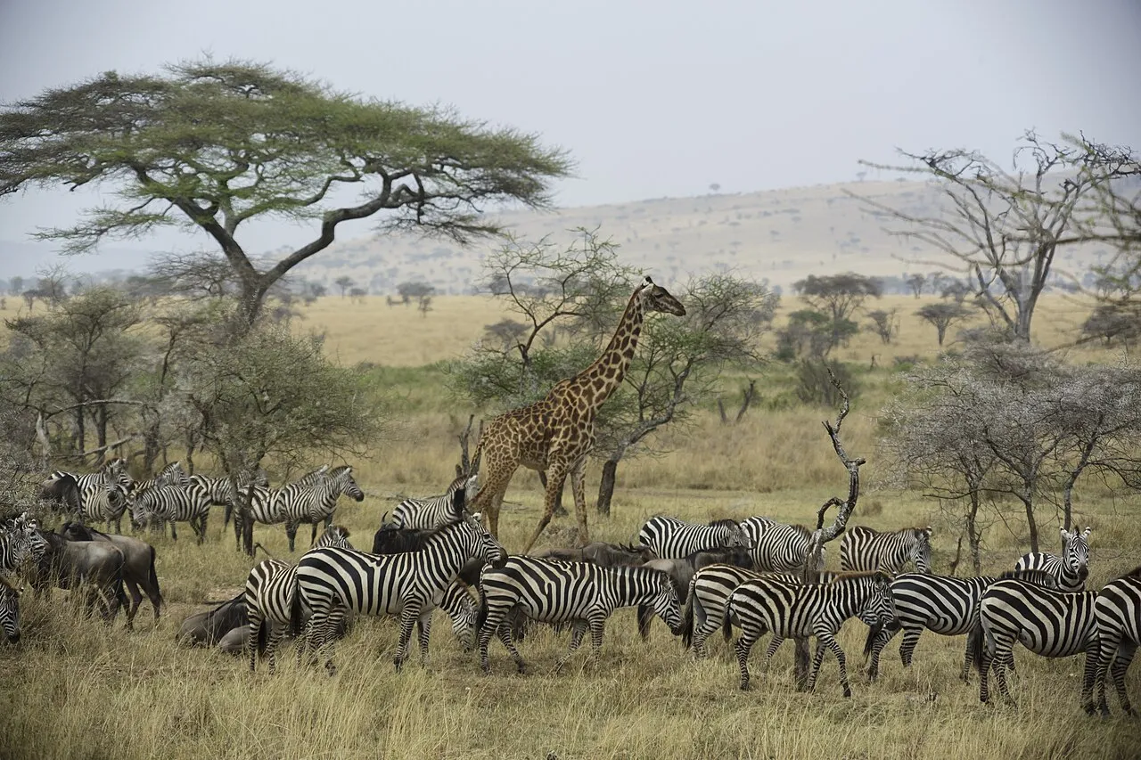 Serengeti National Park, Tanzania - The image was taken during 5 weeks of traveling on an overlander camping tour through east and south Africa in 2015. - Die Aufnahme entstand bei einer 5-wöchigen Campingtour durch das südliche und östliche Afrika im Jahr 2015.