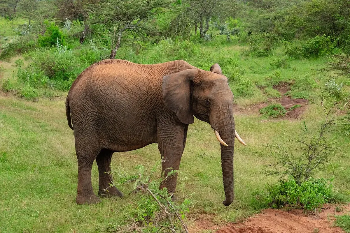 African bush elephant ( Loxodonta africana ), Amboseli National Park, Kenya