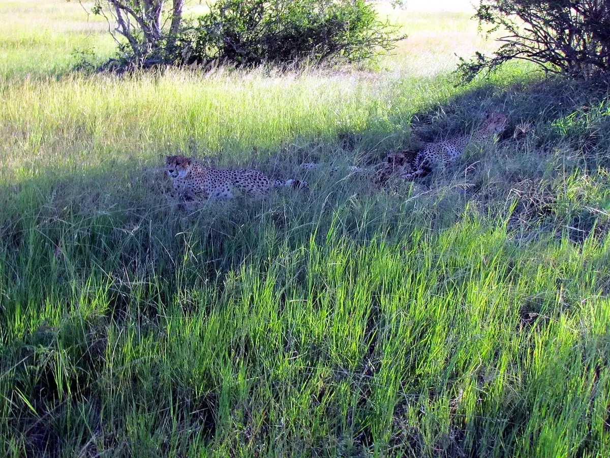 Wildlife and game drives near Sarova Stanley in Nairobi National Park