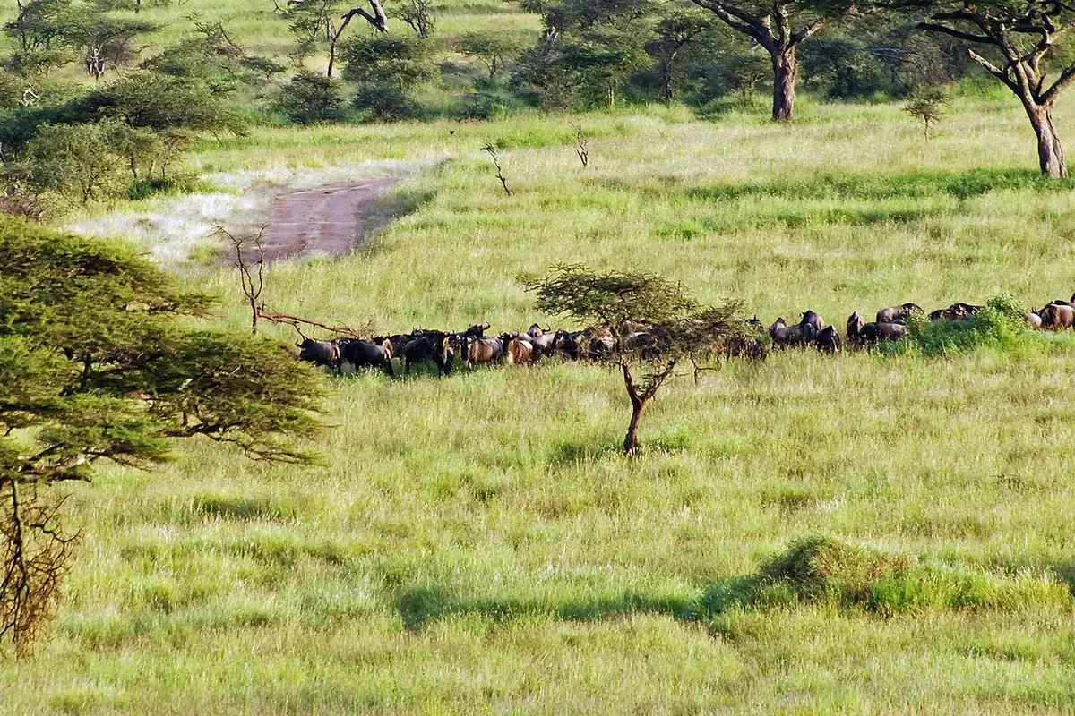 Wildebeest and the Great Migration