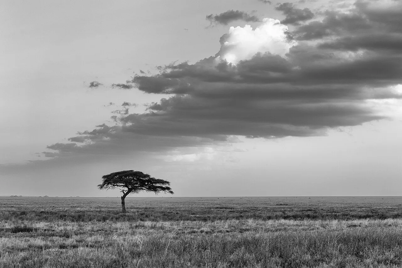 The endless plain of the Serengeti with one lonely tree.