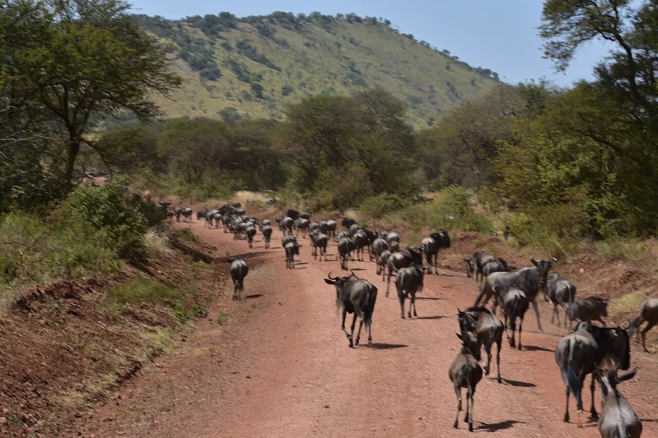 Wildebeest on the Great Migration in the northern Serengeti (8)