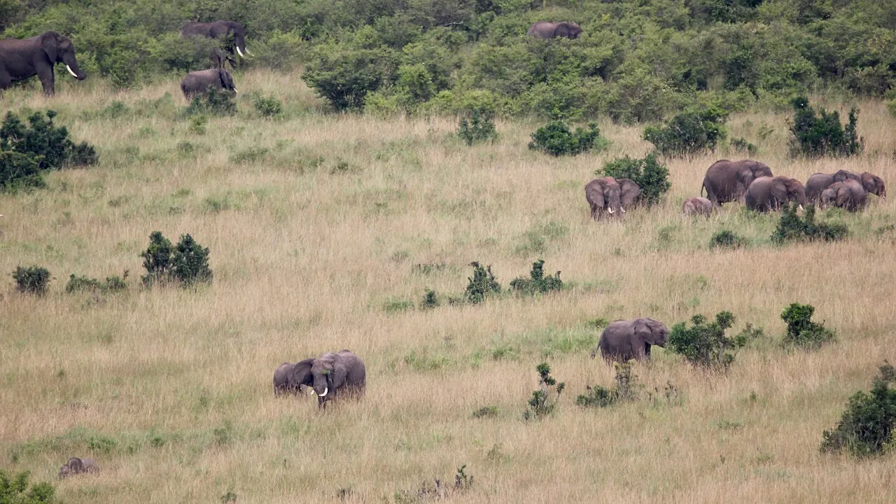 Tsavo West's varied terrain: Elephants dot the landscape (41840157330)