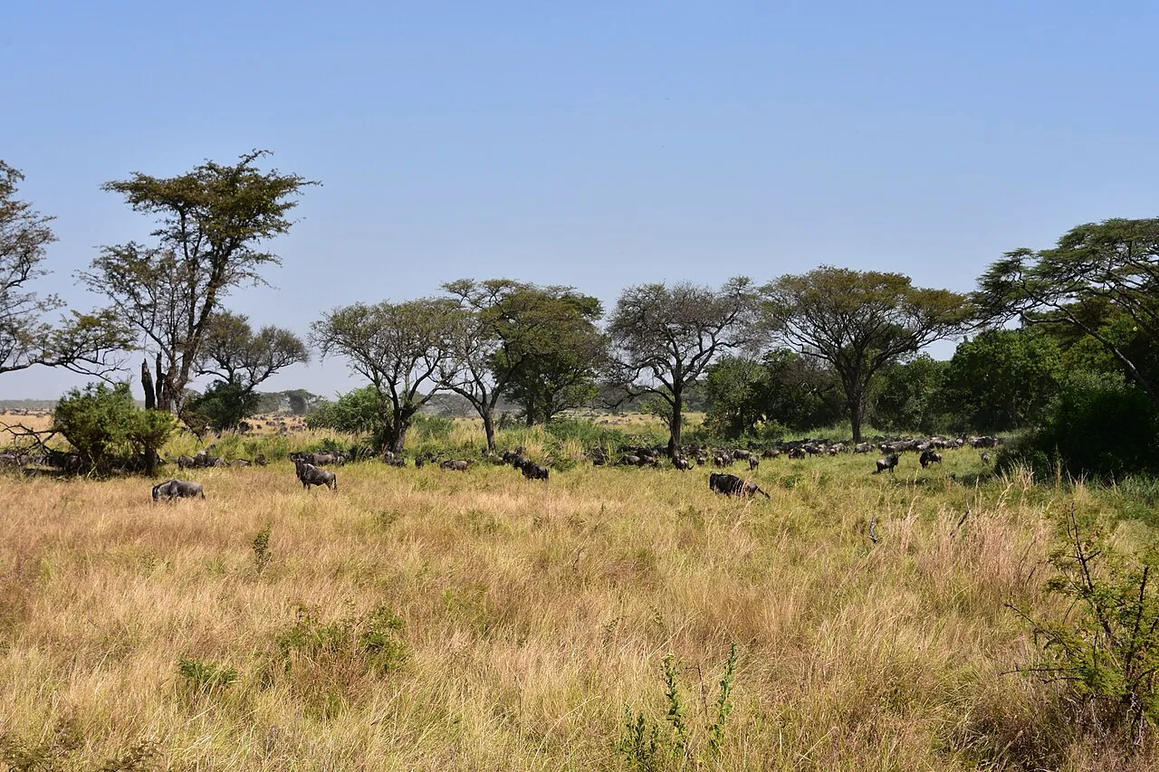 Serengeti landscape (8)