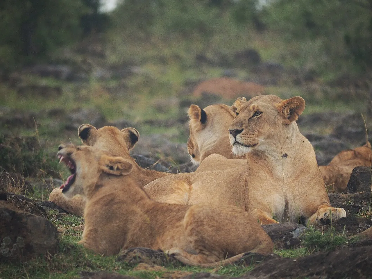 Lions @ Maasai Mara