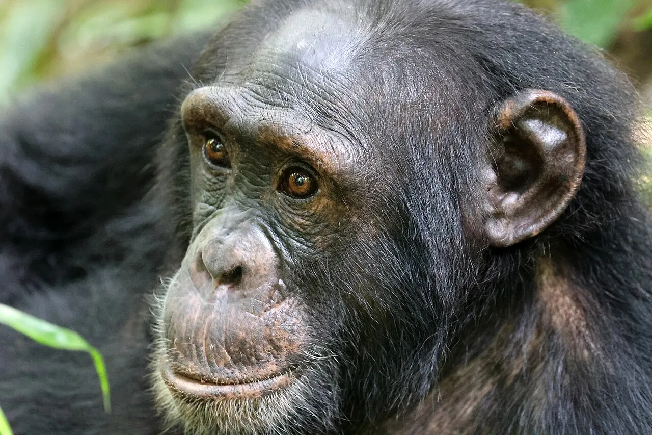 Chimpanzee, Uganda
