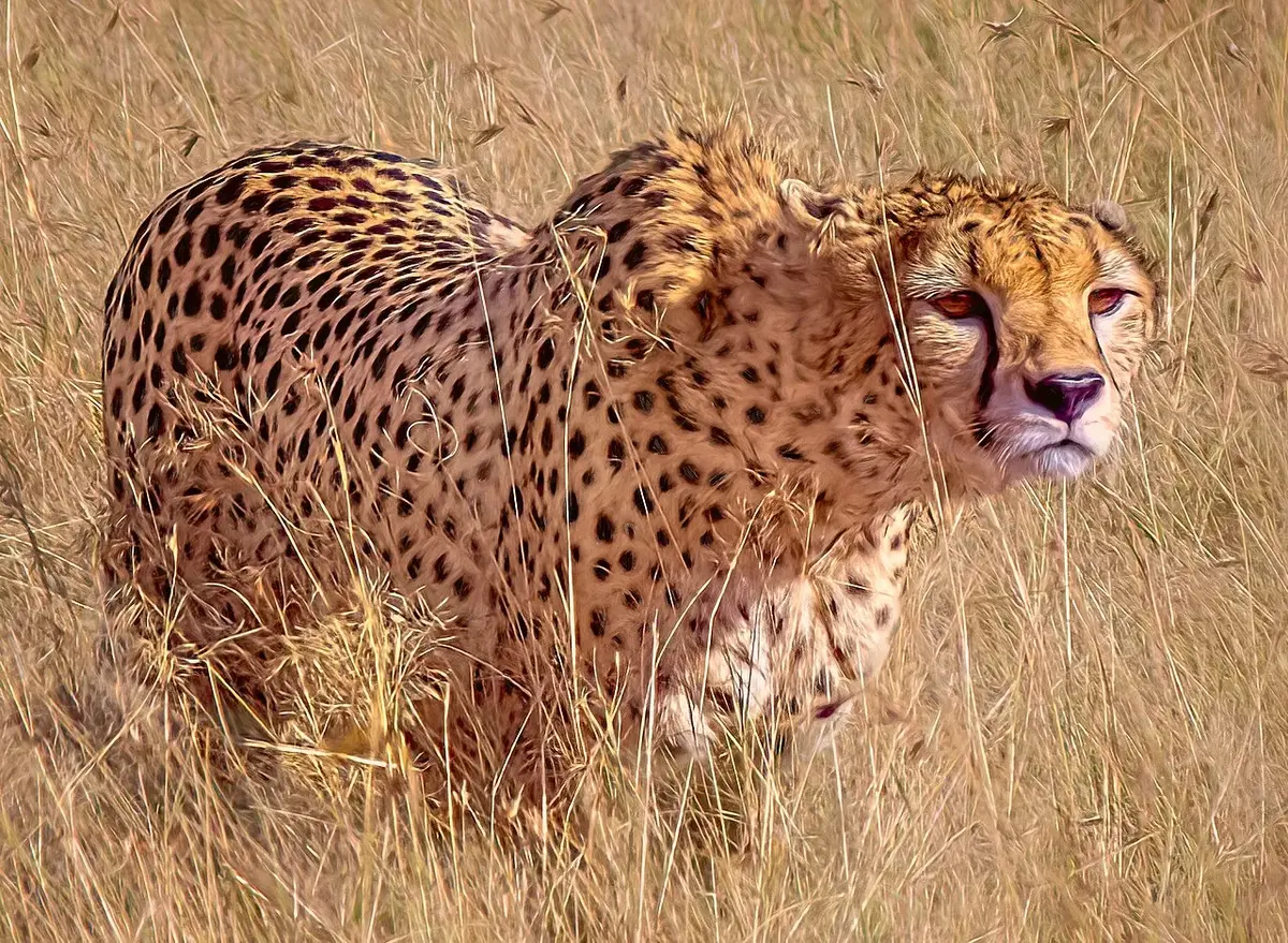 Cheetah, Maasai Mara, Kenya