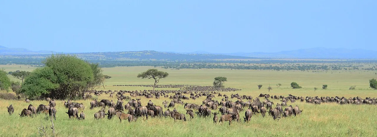 WILDEBEEST MIGRATION.jpg