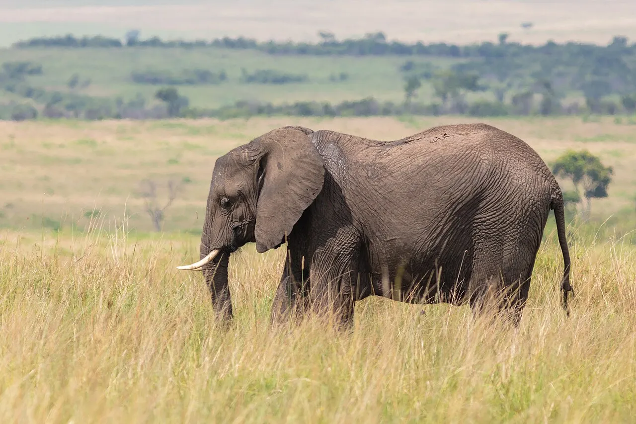 African bush elephant ( Loxodonta africana ), Amboseli National Park, Kenya