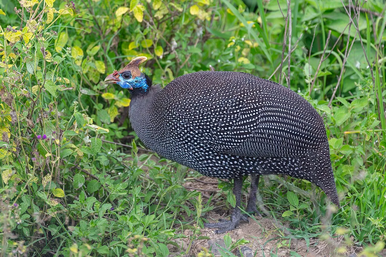 Helmeted guineafowl ( Numida meleagris ), Lake Nakuru National Park, Kenya