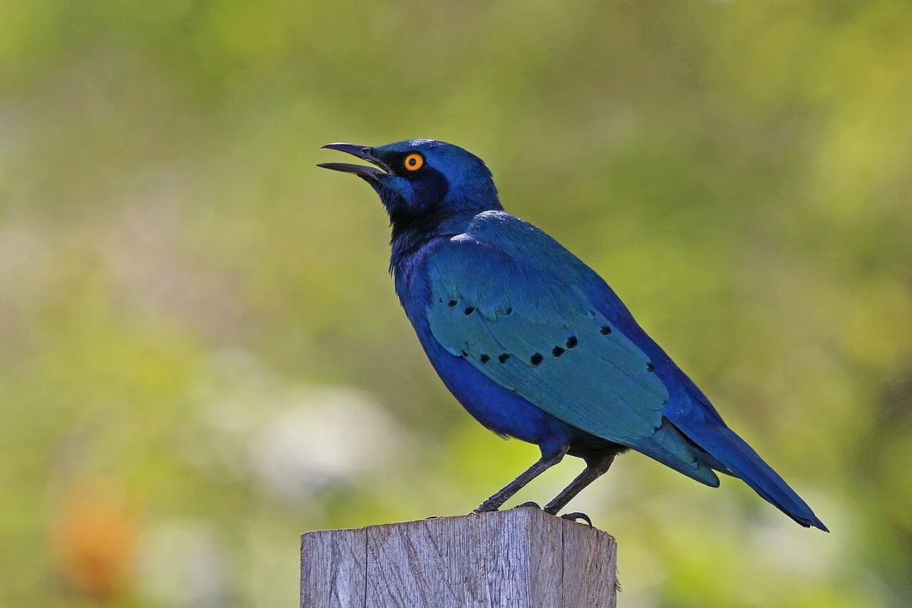 Greater blue-eared starling (Lamprotornis chalybaeus sycobius), Kenya