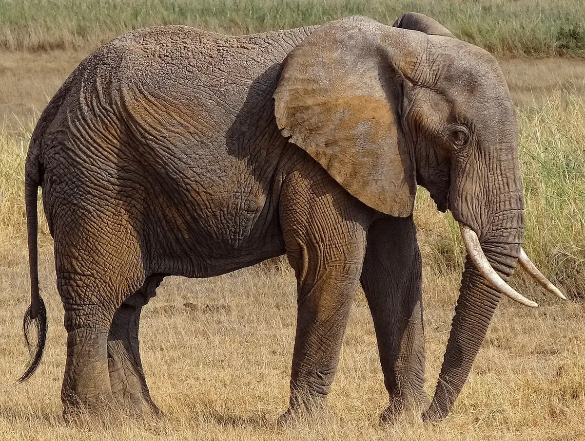 A side-view of an African bush elephant.