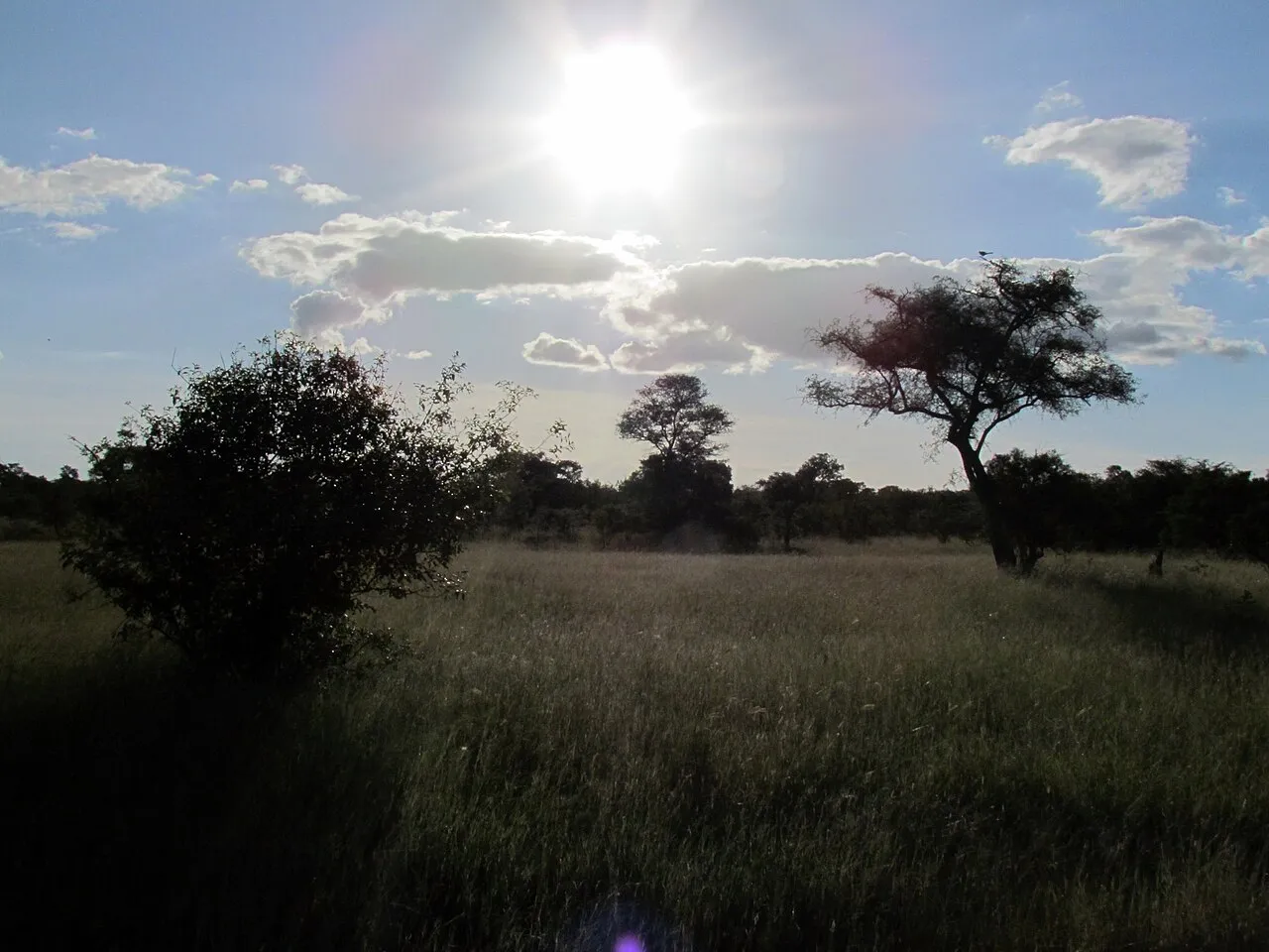 Wildlife and game drives near Sarova Stanley in Nairobi National Park