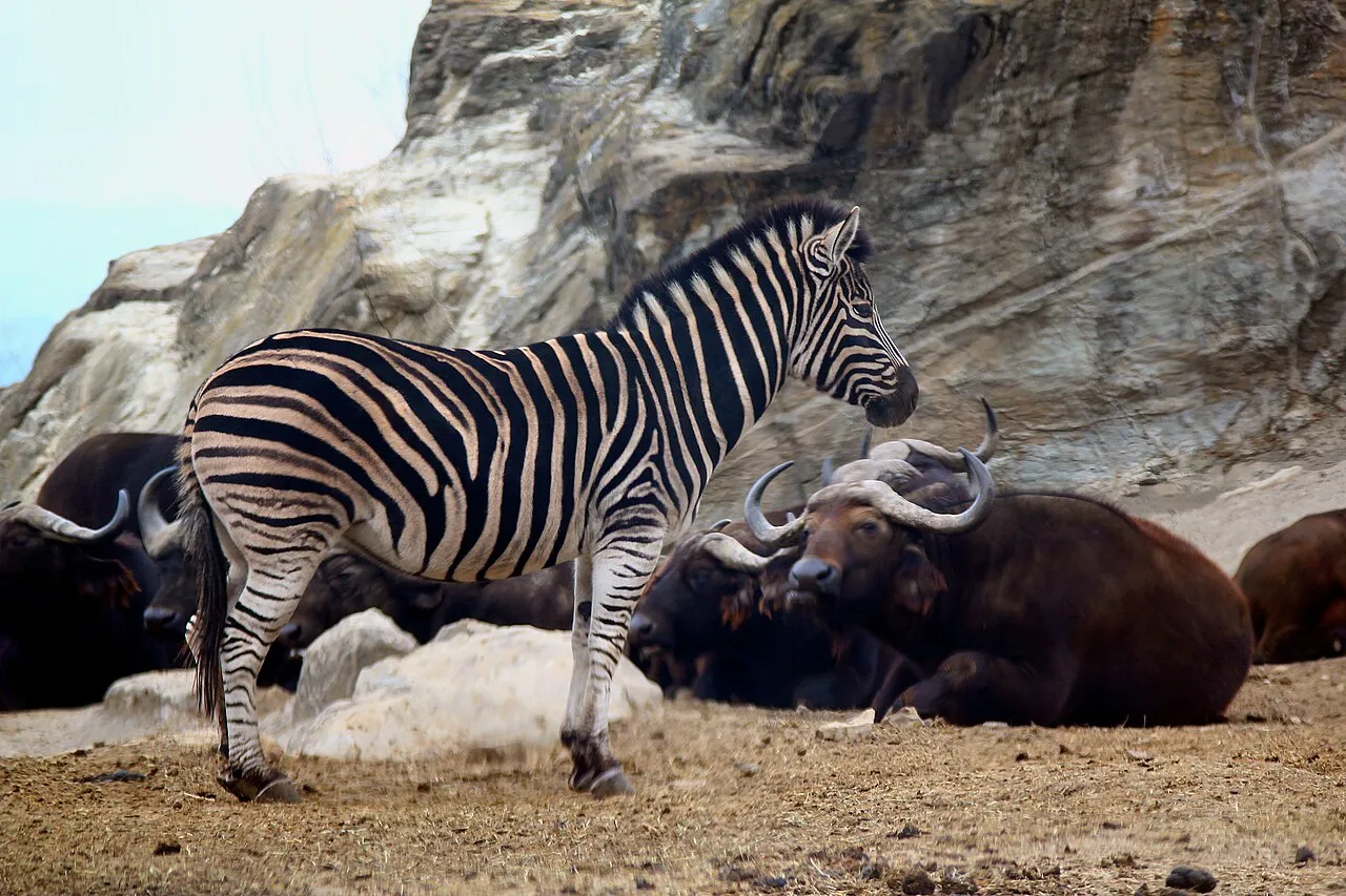 Zebra & African buffalo. Gunma Safari Park. Tomioka-city, Gunma-pref, Japan.