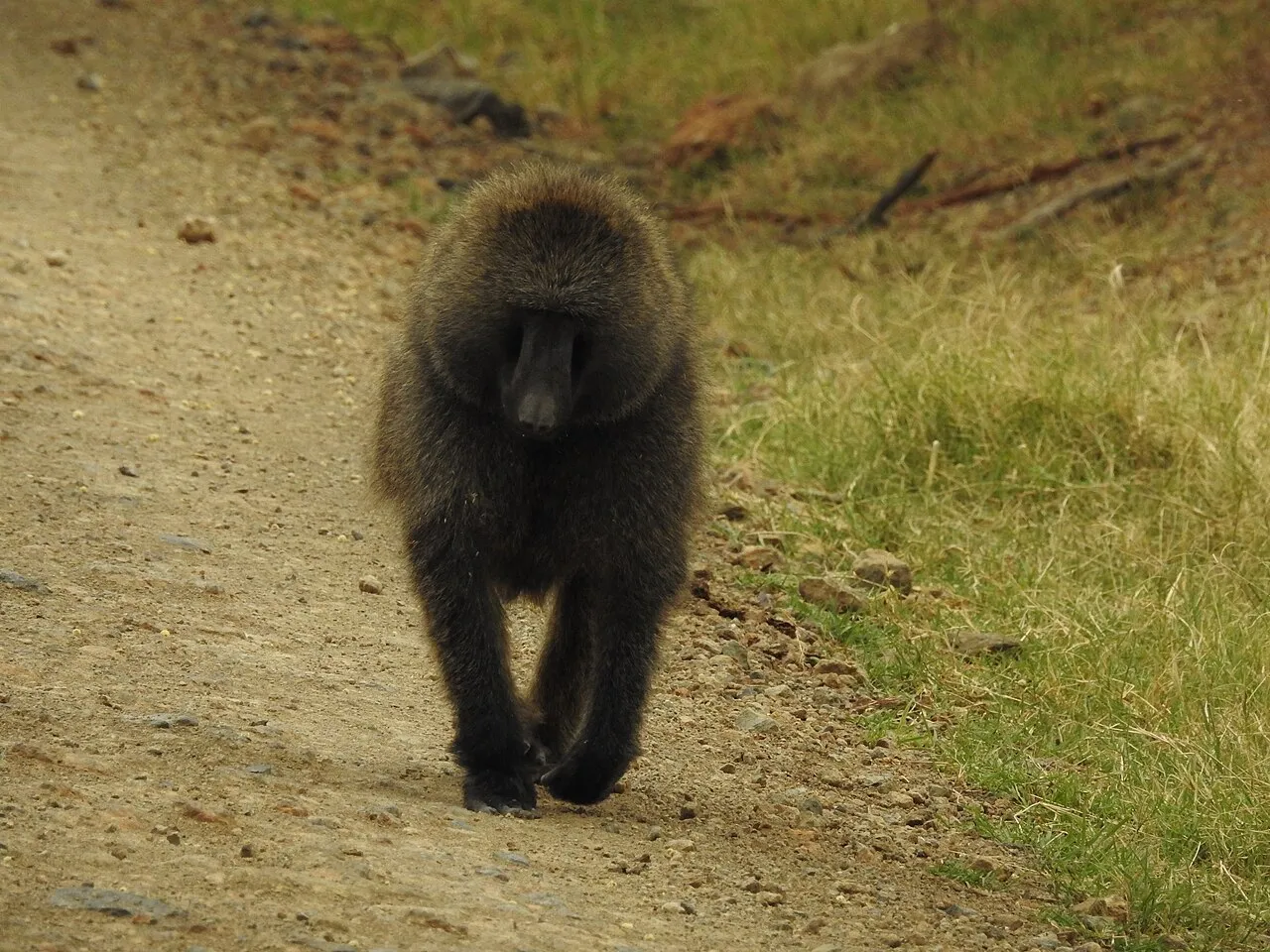 Baboon.