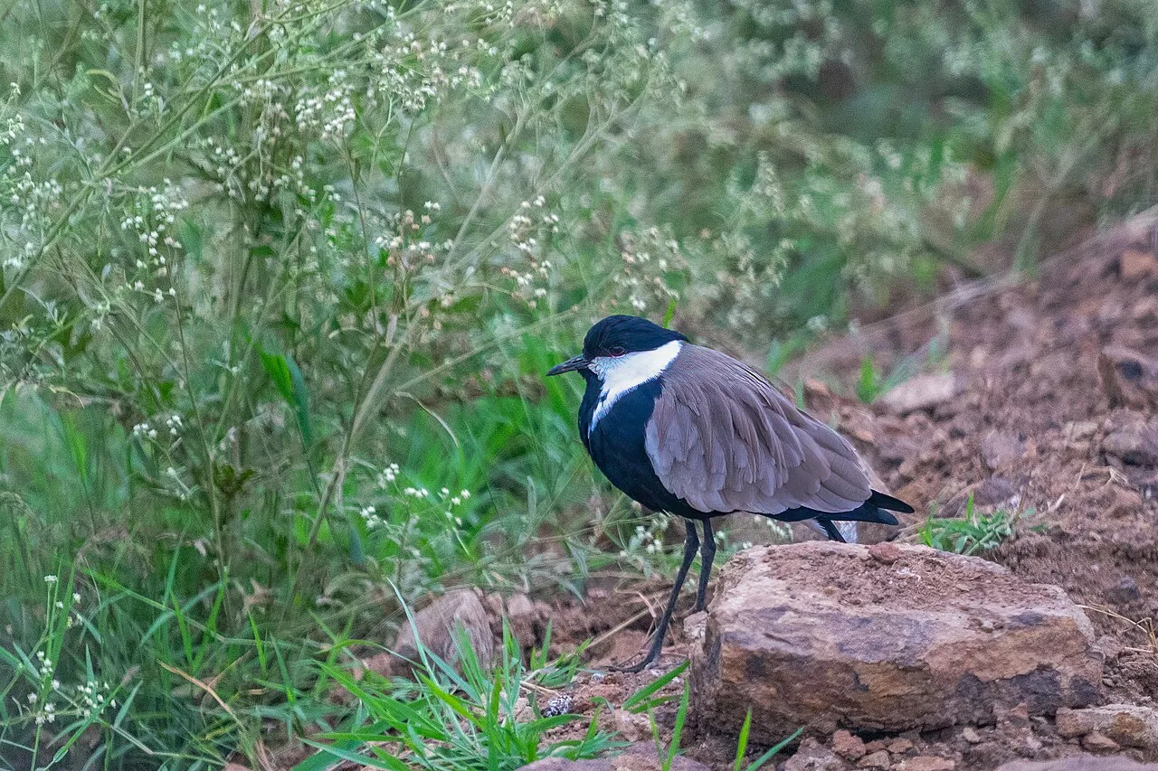Officially opened in 1946, Nairobi National Park was the first national park established in Kenya. Maasai pastoralists were removed from their lands when the park was created.The park has a large and diverse wildlife population. (Wikipedia) Spur-winged Lapwing (Vanellus spinosus)
