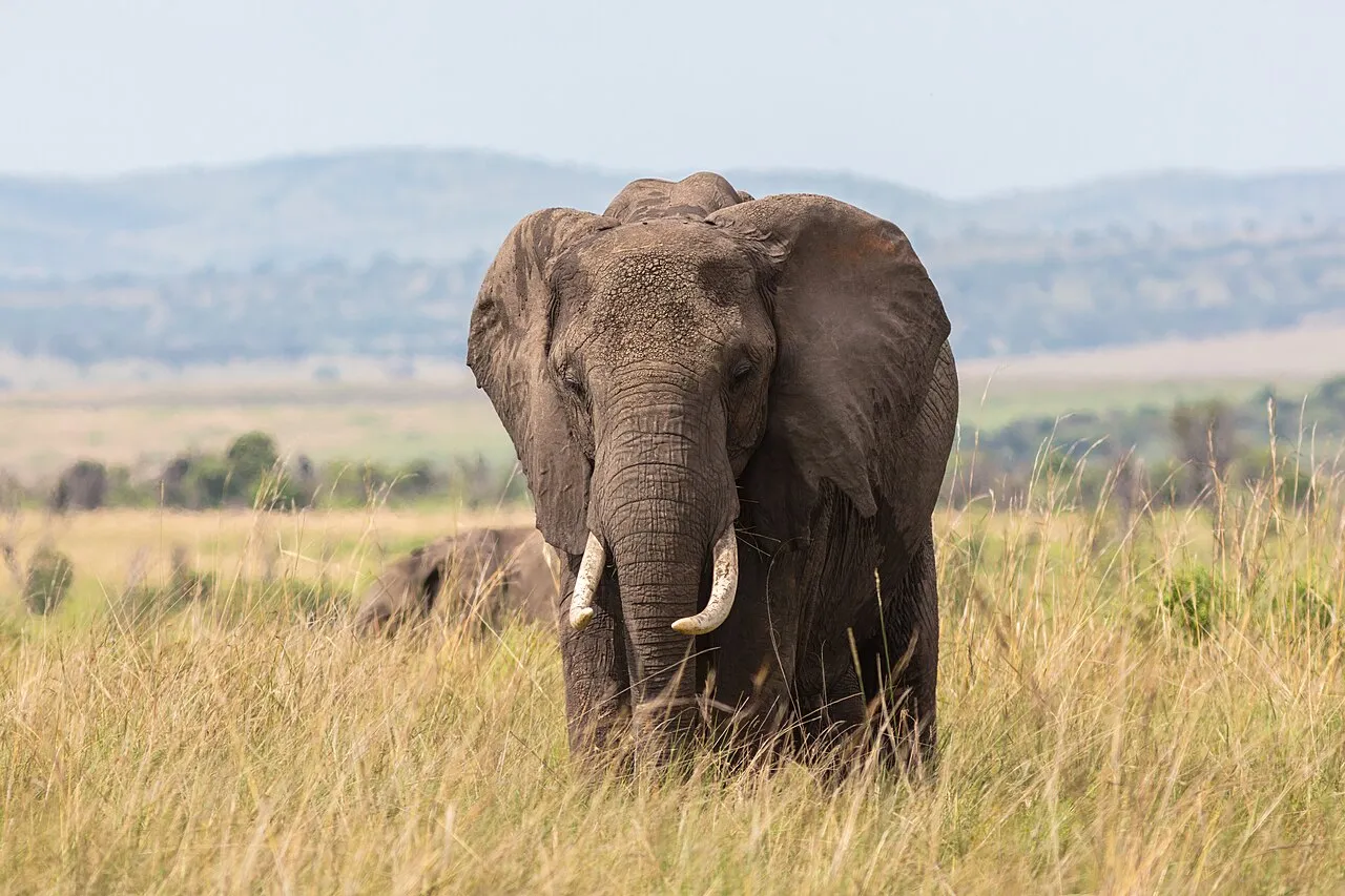 African bush elephant ( Loxodonta africana ), Amboseli National Park, Kenya